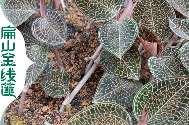 上杭金线莲种植