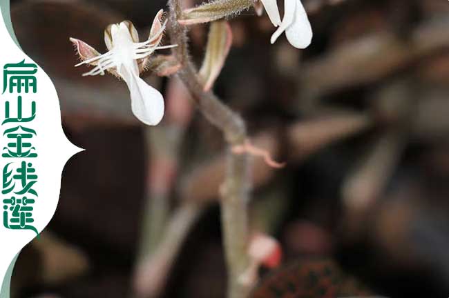 福建金線蓮花批發