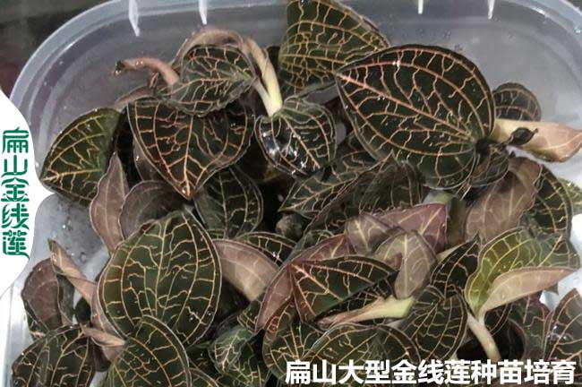 紅霞金線蓮種（zhǒng）植基地