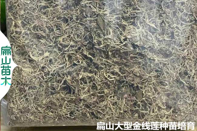 金線蓮（lián）的烘幹