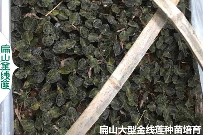 福建（jiàn）林下種植金線（xiàn）蓮