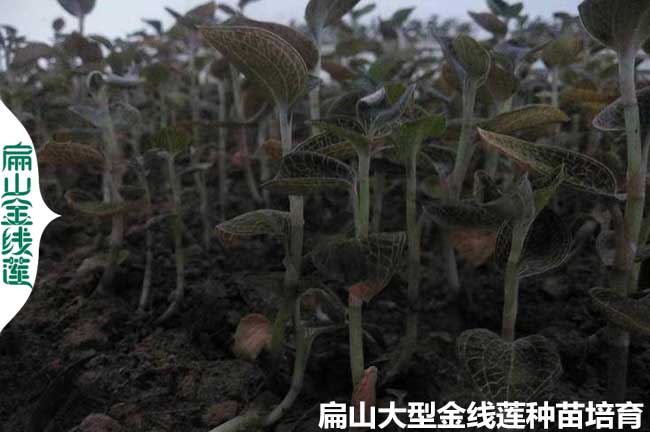 金線（xiàn）蓮種植土壤