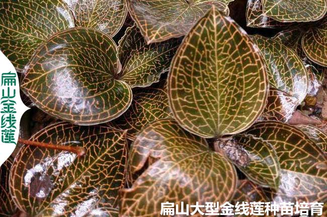 金線（xiàn）蓮種植套（tào）路