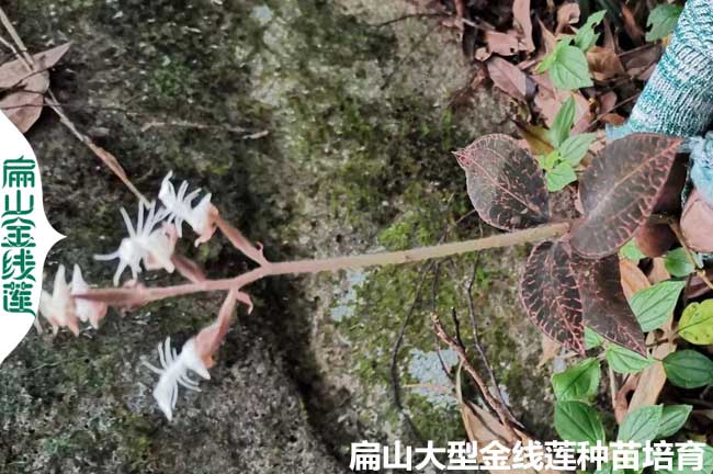 福建（jiàn）漳州南靖龍岩金線蓮幹貨種苗開花期的時間(食用方法（fǎ）)