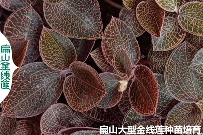 台灣金線蓮（lián）種（zhǒng）植技術