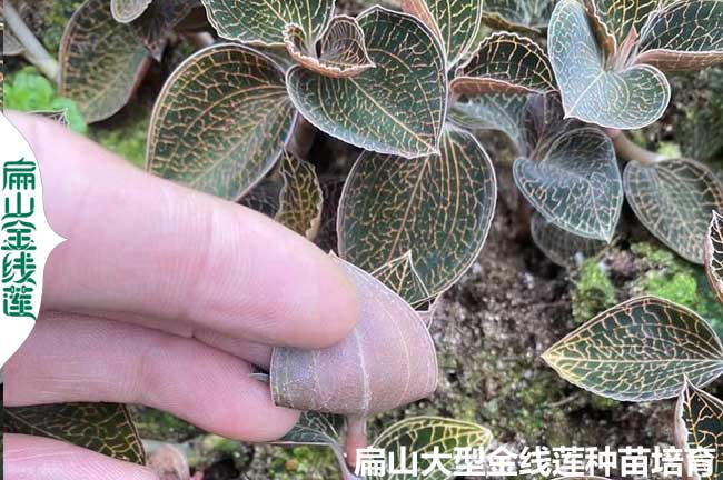 福建林下種植金線蓮