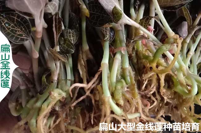 這樣算福建金線蓮種植的成本 收益 利潤 福建龍岩價格批發