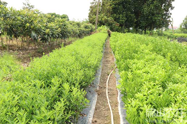 贛州橘子種（zhǒng）植基地