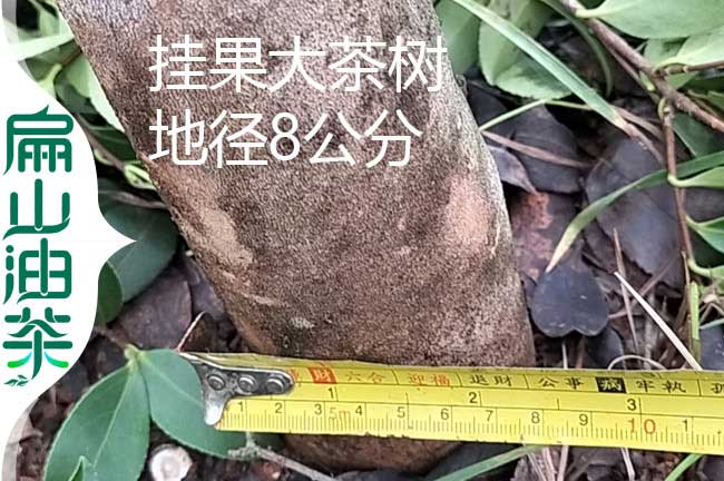 永州地徑8公（gōng）分油茶樹