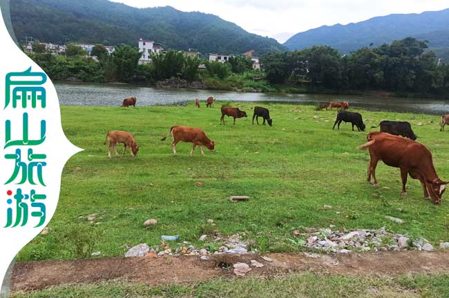 上杭黃牛養殖（zhí）基地