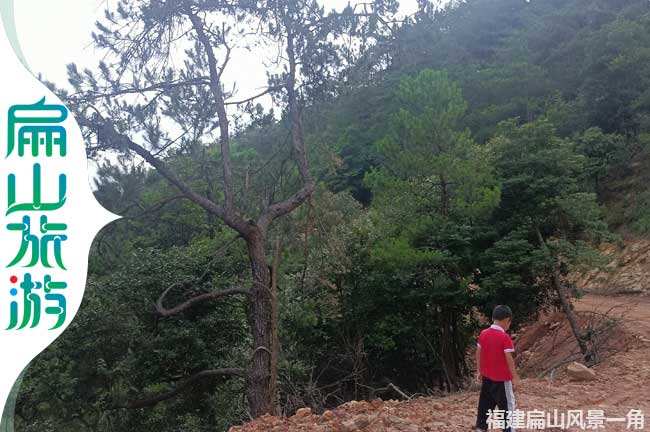 舊縣路邊鬆樹美景