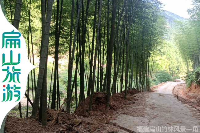 扁山竹林美景