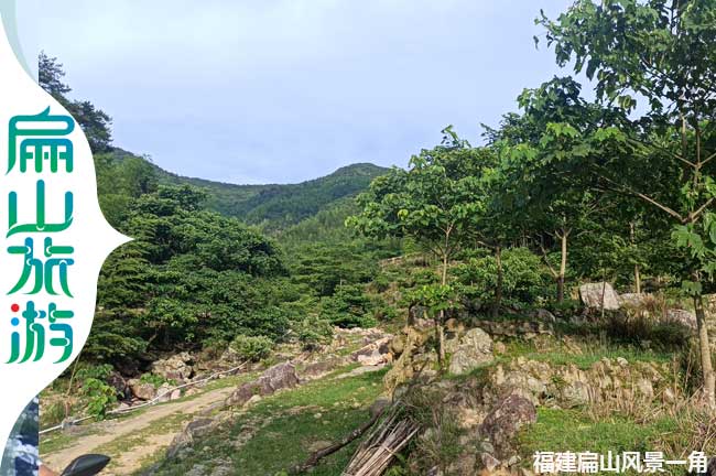 舊縣鎮扁山梧（wú）桐樹風景一角