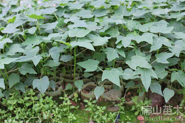 福建木瓜種（zhǒng）植基地