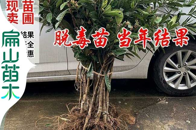 福建琵琶（pá）树苗批发