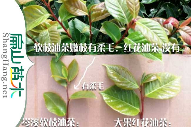 廣西大果油茶（chá）苗