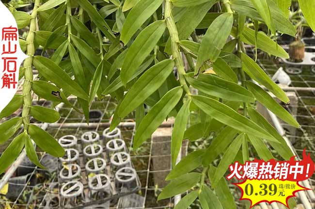 高質 青海南山西（xī）藏鐵皮石斛.金線蓮種植種苗培育基地 1元/珠