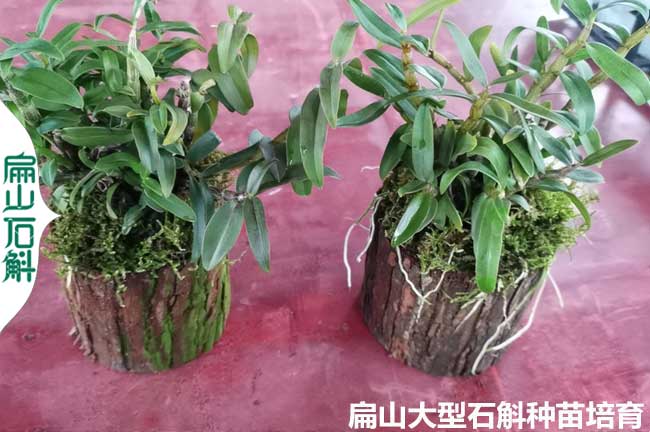 龍岩鐵皮石斛（hú）金線蓮種苗培育種植標準基地 上杭永定1元/珠