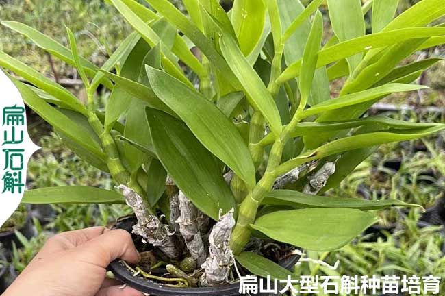 雲南麝香石斛種植