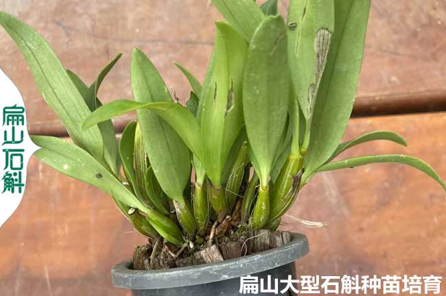 漳州麝香石斛小杯苗（miáo）