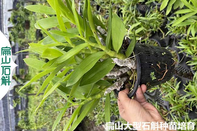 紹興（xìng）麝香石斛種植