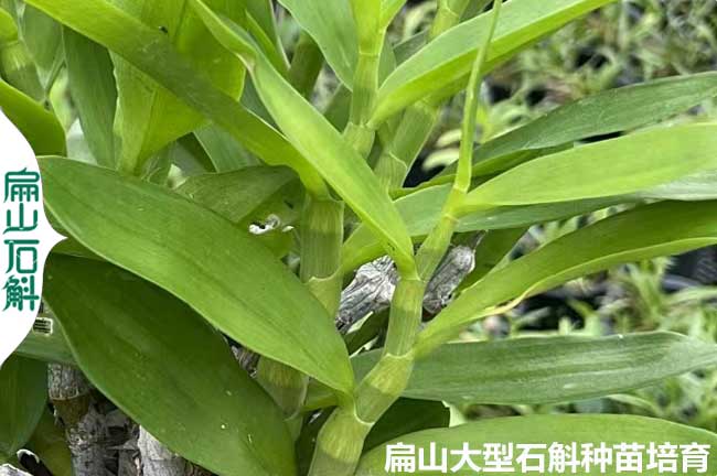 江西麝香石（shí）斛種（zhǒng）苗批發