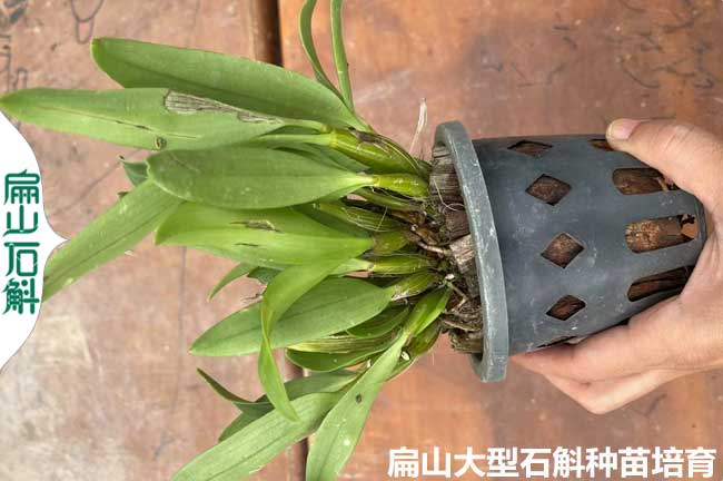 麗水（shuǐ）麝香石斛小杯苗