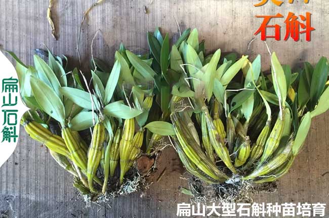 金釵深圳石斛種（zhǒng）苗培育養殖基地 麝香鐵皮銅皮鼓槌小杯木樁苗（miáo）