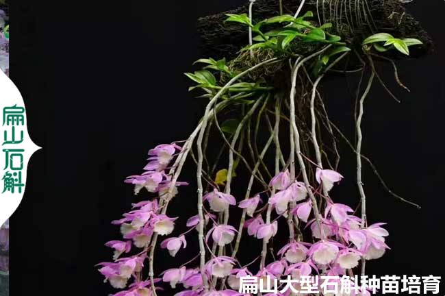 百色美花石（shí）斛種苗