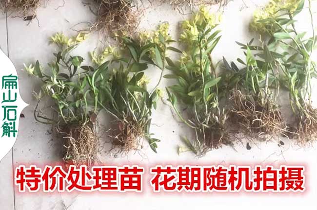 江西銅皮石斛種苗