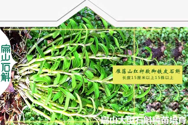 吉安石斛種植基地