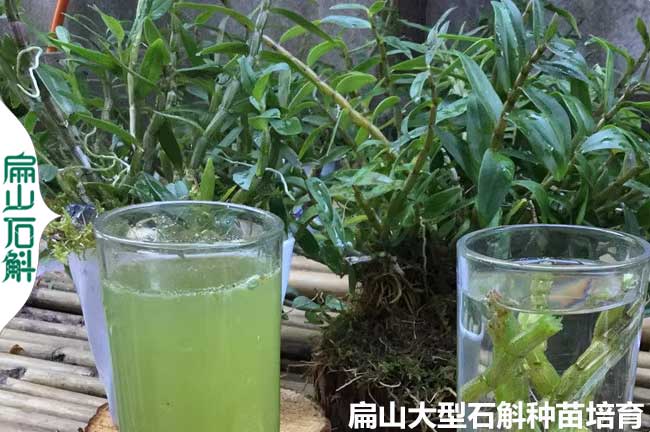 深圳鐵皮石斛營養