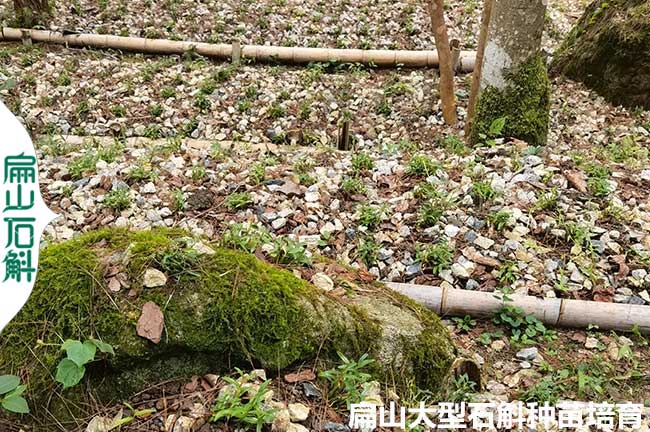 深圳鐵皮石斛種植基地