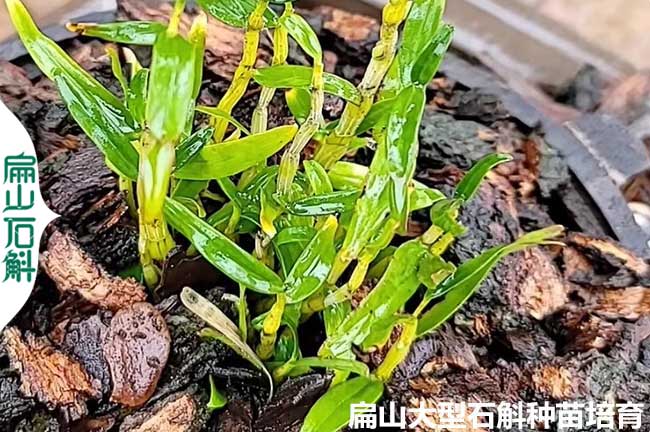 紅杆 貴州鐵皮檀香金釵黑毛石斛種苗培育種（zhǒng）植基地 5-10-20CM