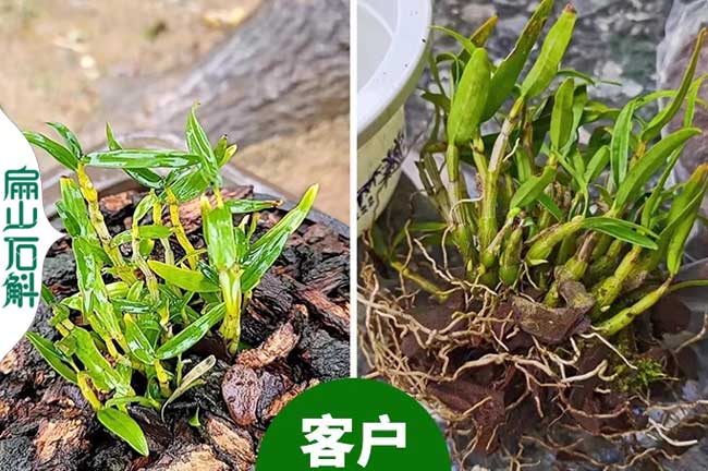 廣州金釵鼓槌米斛石斛和紅霞紅杆金線蓮批發（fā） 種苗幹貨 5元