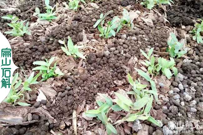 米斛（hú）石（shí）斛的養殖 浙江廣西林下金線蓮種植基地 盆栽小杯苗B-8S