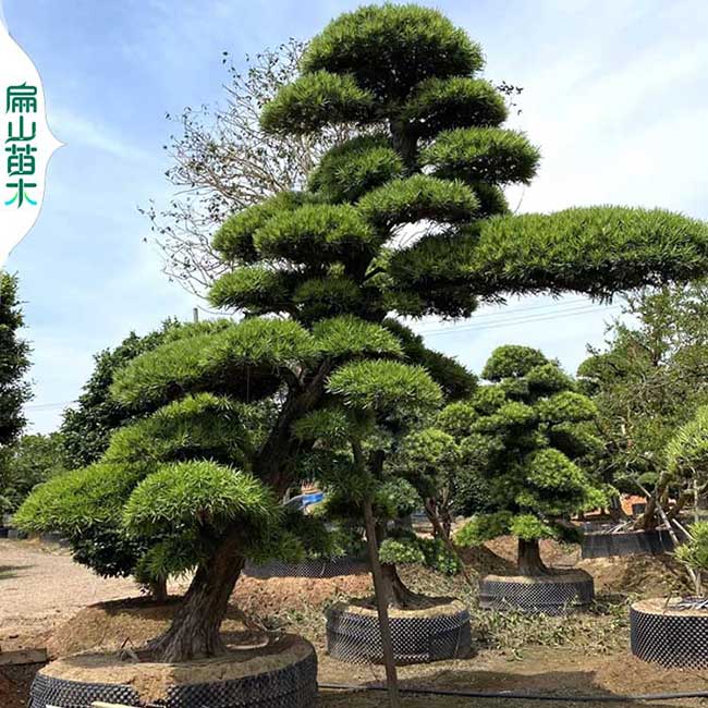 江门柏树罗汉（hàn）松黑松 马尾松五针江门短针松盆（pén）景 地径10CM