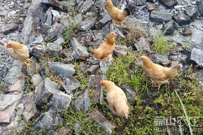 龍岩河田雞苗批發