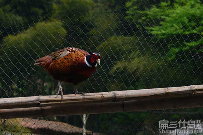 福州山雞養殖