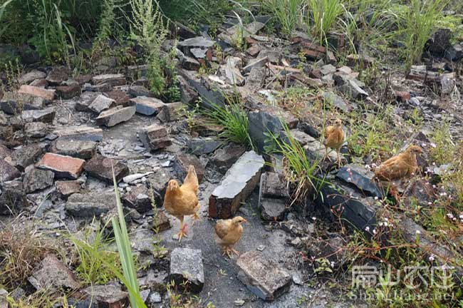 福建河田雞苗批發