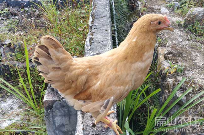 三明河田雞養殖