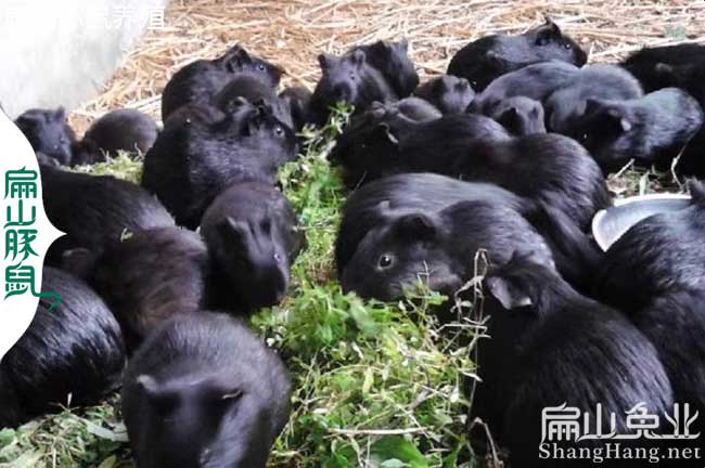 浙江黑豚鼠養殖