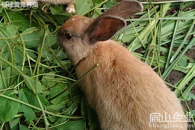 溫州黃兔養殖