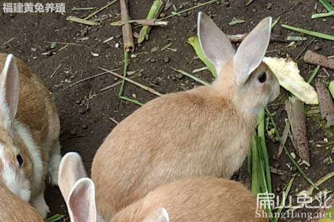 福建黃兔養殖