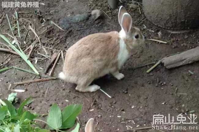 韶關野兔種苗批發