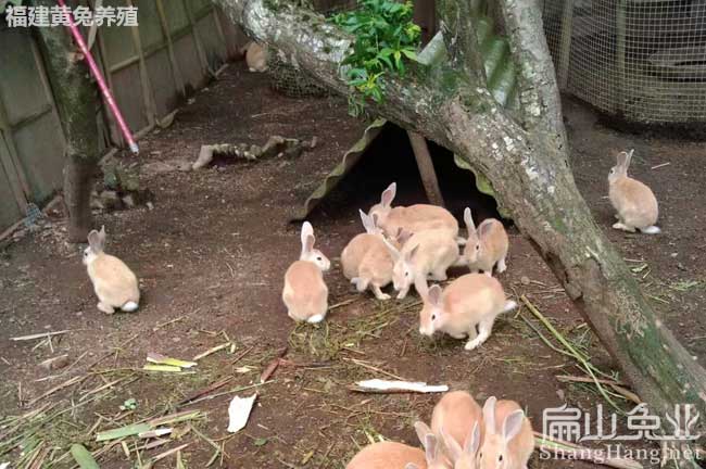 福建散養黃毛竹鼠