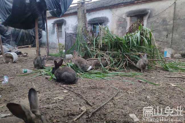 連城散養竹（zhú）鼠