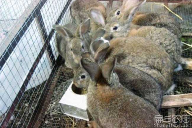 渝水野兔養殖