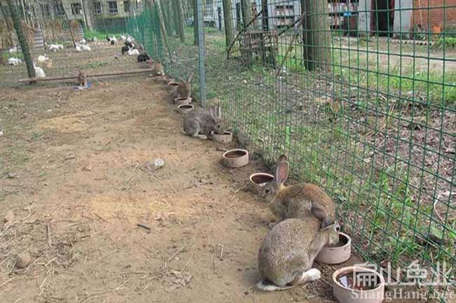 野兔養殖