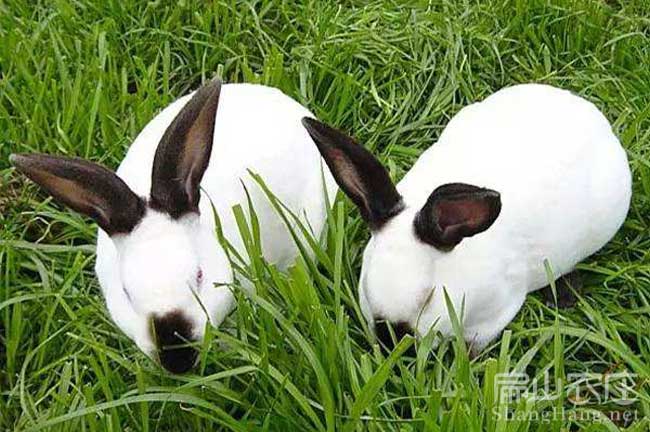 宜春花兔養殖